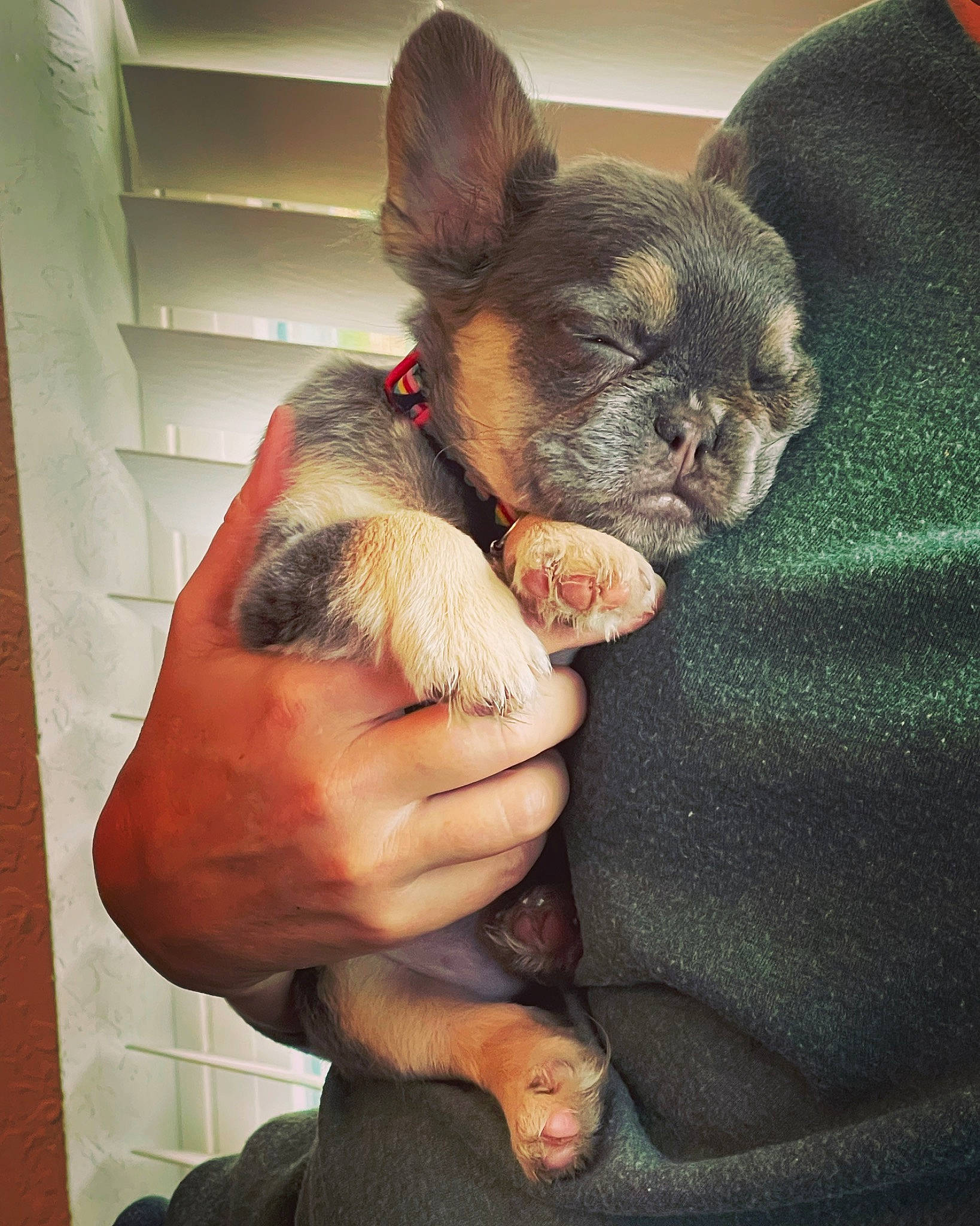 Fergi joined the competition — help win amazing prizes! bulldog, carnivore, comfort, companion_dog, dog, dog_breed, ear, fawn, finger, fur, gesture, hand, nail, snout, terrestrial_animal, thumb, toy_dog, whiskers, working_animal, wrinkle