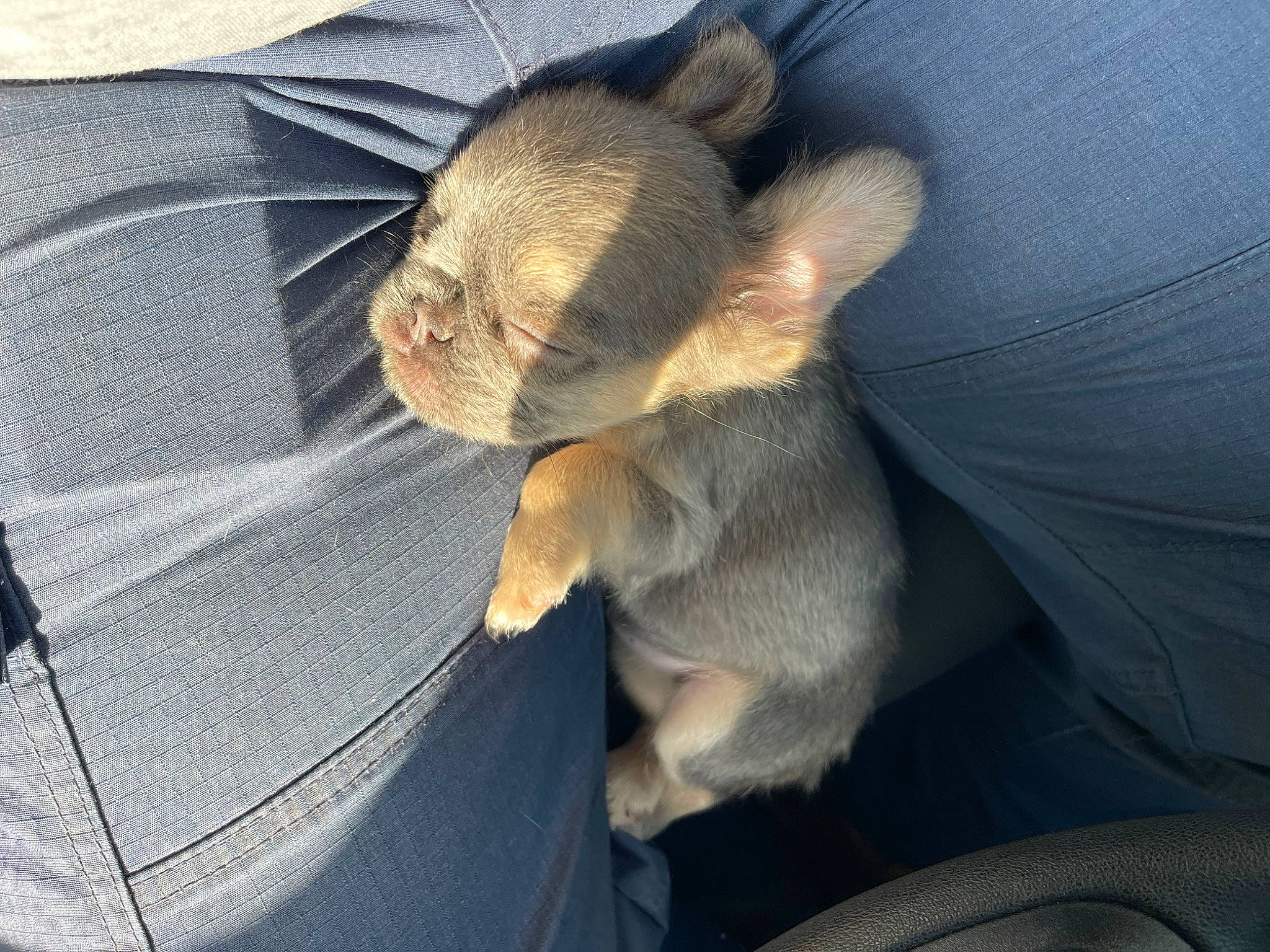 Fergi is registered to the contest to win money with this photo: auto_part, canidae, car_seat, carnivore, claw, comfort, companion_dog, dog, dog_breed, fawn, felidae, fur, grey, paw, small_to_medium_sized_cats, sporting_group, tail, toy_dog, vehicle_door, whiskers