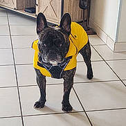 Trust participe au concours pour gagner de l'argent avec cette photo : alert, animal, black, brown, companion, cute, decor, dog, domestic_animal, ears_up, floor, french_bulldog, home, indoor, looking_at_camera, pet, standing, tile_floor, wooden_cabinet, yellow_jacket