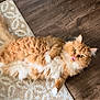 cat, orange_cat, fluffy_cat, lying_down, tongue_out, indoor, rug, wooden_floor, pet, cute, feline, whiskers, ears, fur, playful, relaxed, domestic_animal, animal, mammal, closeup