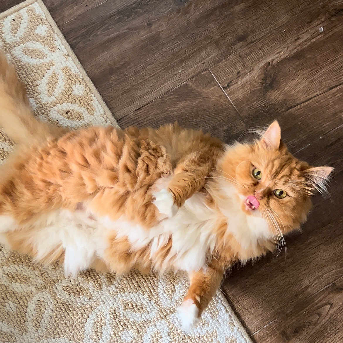 Teddy joined the competition — help win amazing prizes! animal, cat, closeup, cute, domestic_animal, ears, feline, fluffy_cat, fur, indoor, lying_down, mammal, orange_cat, pet, playful, relaxed, rug, tongue_out, whiskers, wooden_floor