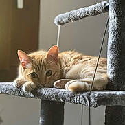 Roukmoute participe au concours pour gagner de l'argent avec cette photo : cat, ginger_cat, pet, feline, cat_tree, indoor, relaxed, fluffy, animal, cute, whiskers, paws, ears, soft, cozy, lounging, curious, natural_light, closeup, resting