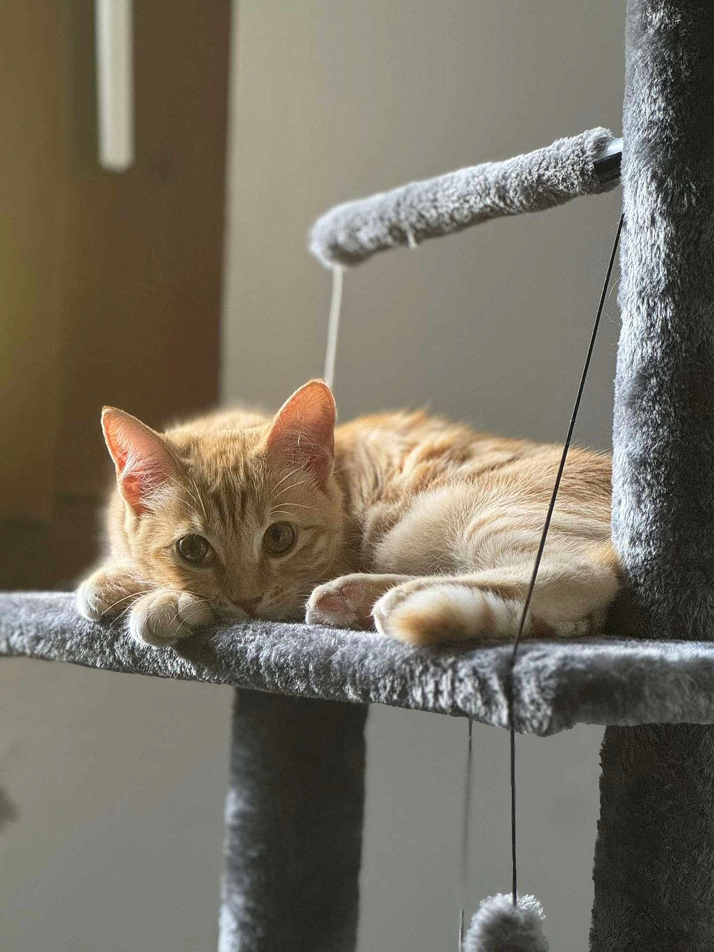 Roukmoute participe au concours pour gagner de l'argent avec cette photo : cat, ginger_cat, pet, feline, cat_tree, indoor, relaxed, fluffy, animal, cute, whiskers, paws, ears, soft, cozy, lounging, curious, natural_light, closeup, resting