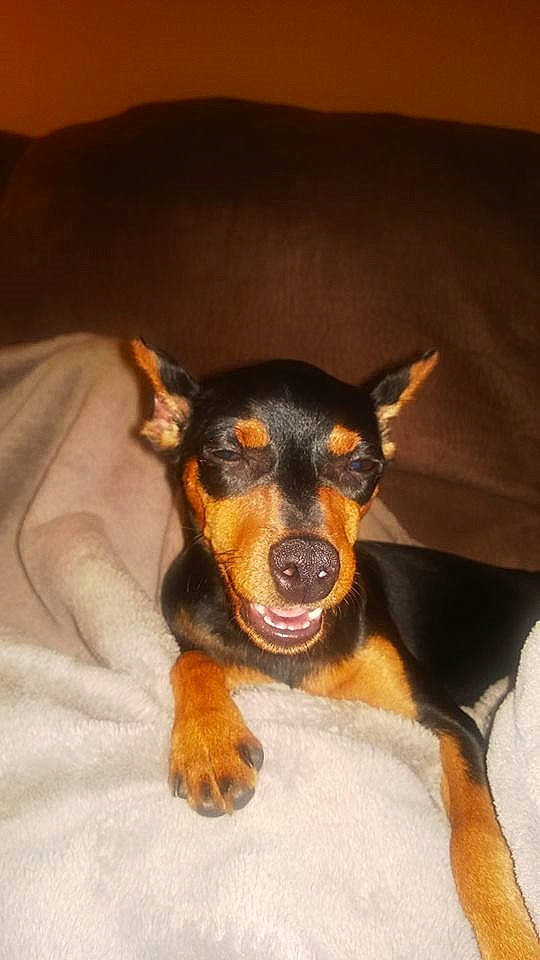 Bogey joined the competition — help win amazing prizes! black_and_tan_terrier, canidae, carnivore, dobermann, dog, dog_breed, ear, german_pinscher, guard_dog, mammal, manchester_terrier, miniature_pinscher, nose, pinscher, prazsky_krysarik, puppy, snout, toy_dog, toy_manchester_terrier, vertebrate