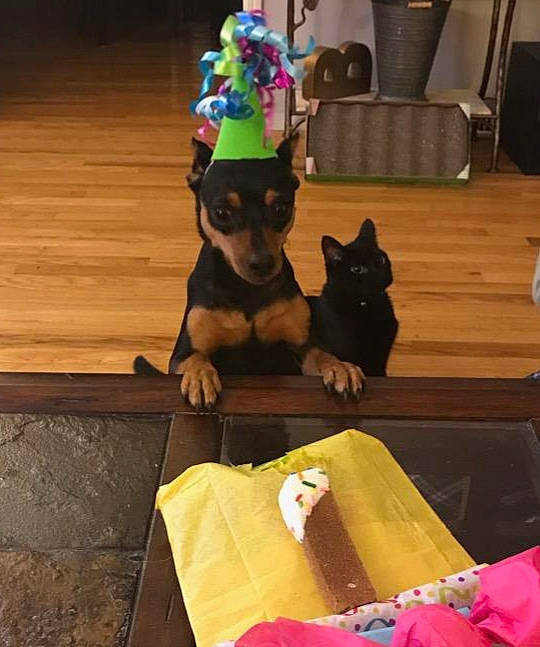 Bogey is registered to the contest to win money with this photo: australian_kelpie, canidae, carnivore, companion_dog, dobermann, dog, dog_breed, english_toy_terrier, fawn, german_pinscher, guard_dog, mammal, manchester_terrier, miniature_pinscher, pinscher, prazsky_krysarik, rottweiler, toy_dog, toy_manchester_terrier