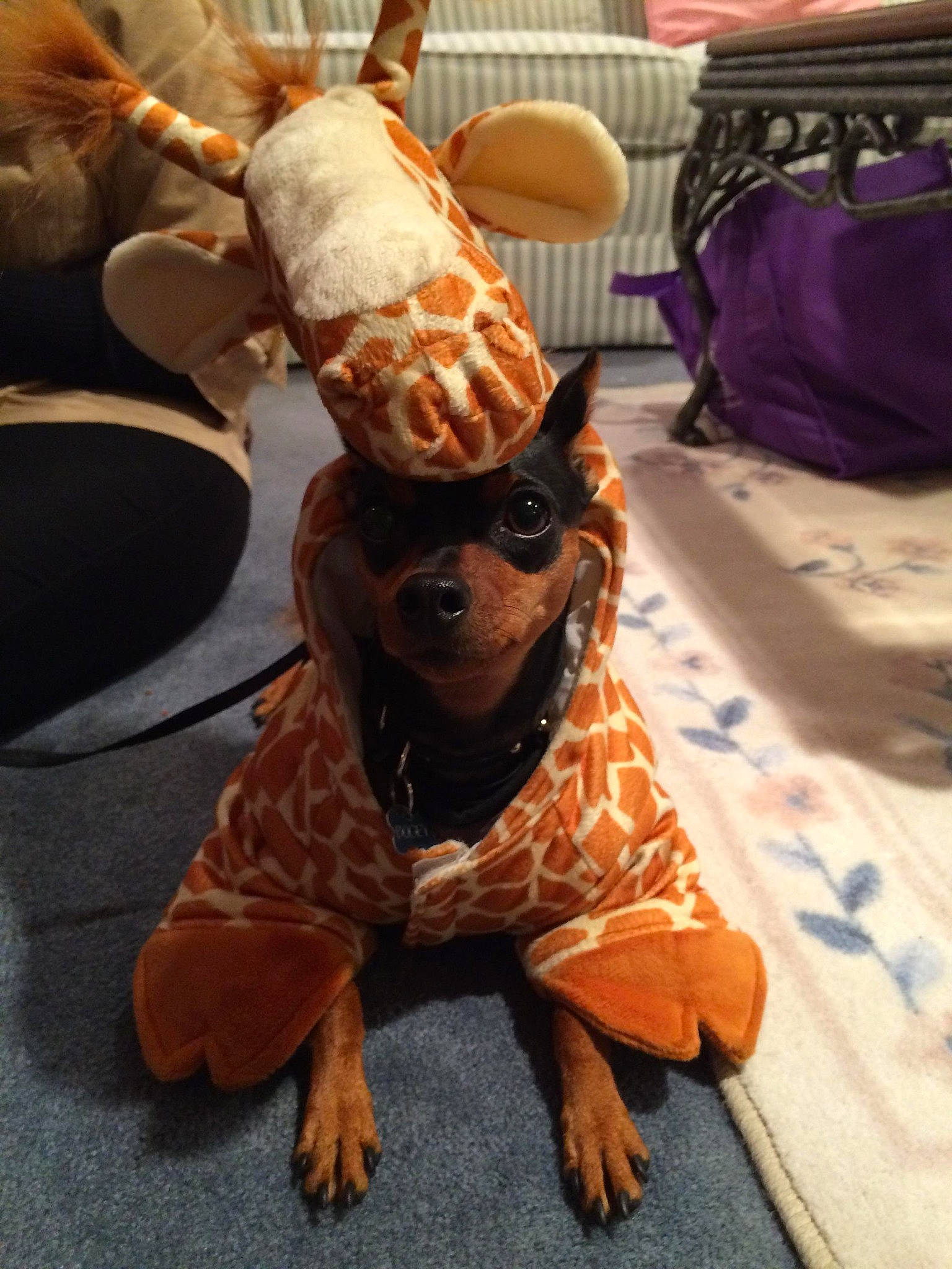 Bogey joined the competition — help win amazing prizes! canidae, carnivore, companion_dog, costume, dachshund, dog, dog_breed, dog_clothes, fawn, fur, glasses, puppy, spaniel, sporting_group
