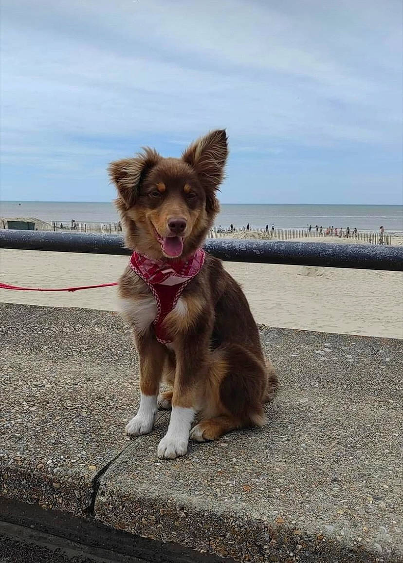 Rita participe au concours pour gagner de l'argent avec cette photo : canidae, carnivore, cloud, collar, companion_dog, dog, dog_breed, dog_supply, dog_walking, fawn, leash, mammal, pet_supply, road, sky, snout, sporting_group, tail, water, working_animal