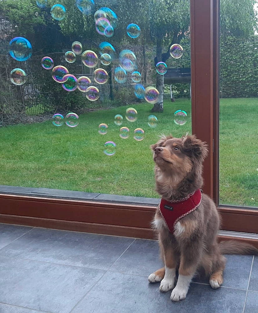 Rita a rejoint le concours — aidez-le/la à gagner de superbes lots ! carnivore, collar, companion_dog, dog, dog_breed, dog_collar, dog_supply, door, fawn, grass, leash, liver, pet_supply, plant, road_surface, snout, tail, tree, window, working_animal