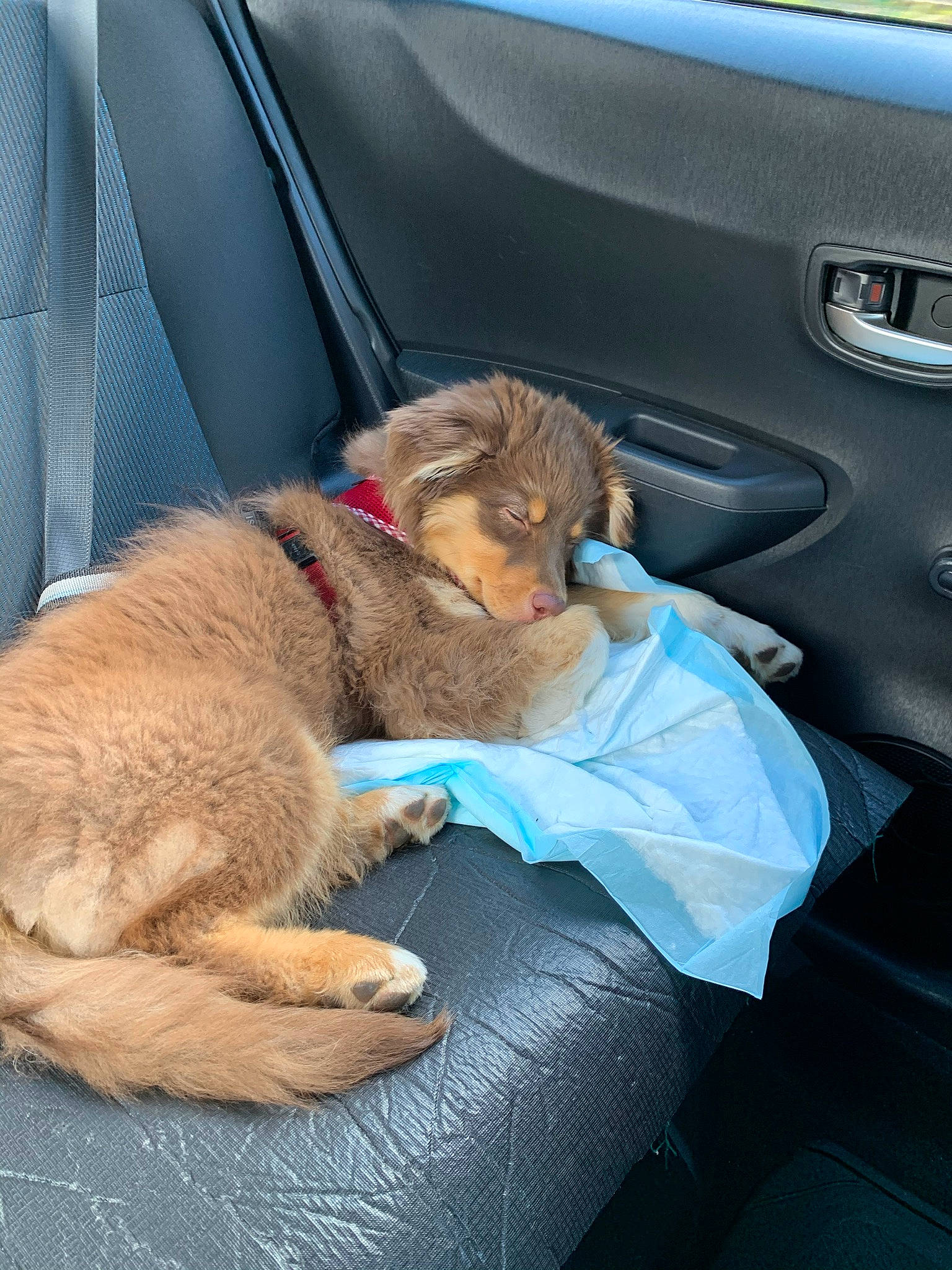 Rita participe au concours pour gagner de l'argent avec cette photo : auto_part, automotive_design, automotive_exterior, car, car_seat, car_seat_cover, carnivore, collar, comfort, companion_dog, dog, dog_breed, electric_blue, family_car, head_restraint, motor_vehicle, personal_luxury_car, steering_wheel, vehicle, vehicle_door