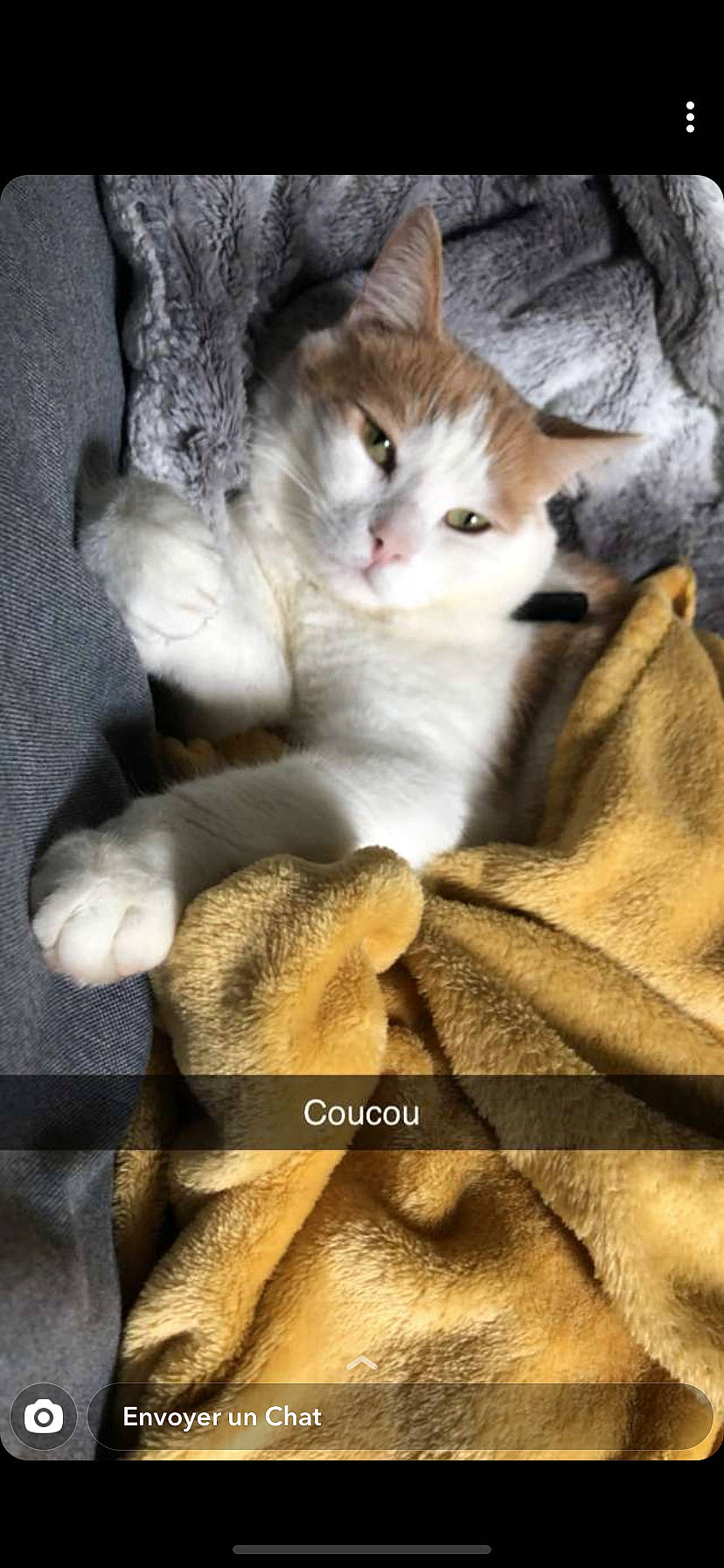 Pikachu participe au concours pour gagner de l'argent avec cette photo : box, carnivore, cat, claw, comfort, domestic_short_haired_cat, fawn, felidae, fur, paw, photography, small_to_medium_sized_cats, tail, whiskers, wood