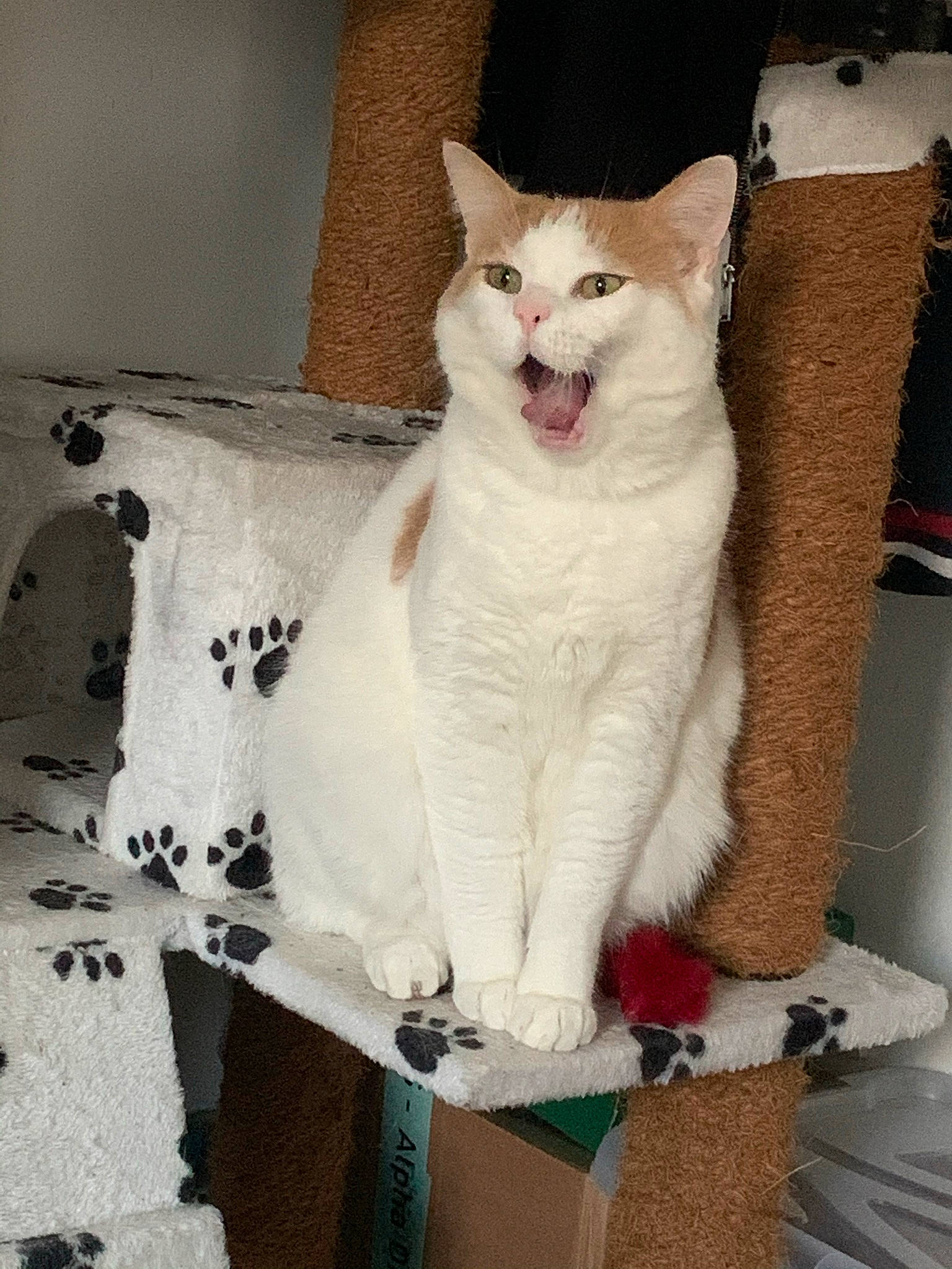 Pikachu a rejoint le concours — aidez-le/la à gagner de superbes lots ! carnivore, cat, collar, domestic_short_haired_cat, fawn, felidae, fur, paw, small_to_medium_sized_cats, snout, tail, whiskers, white