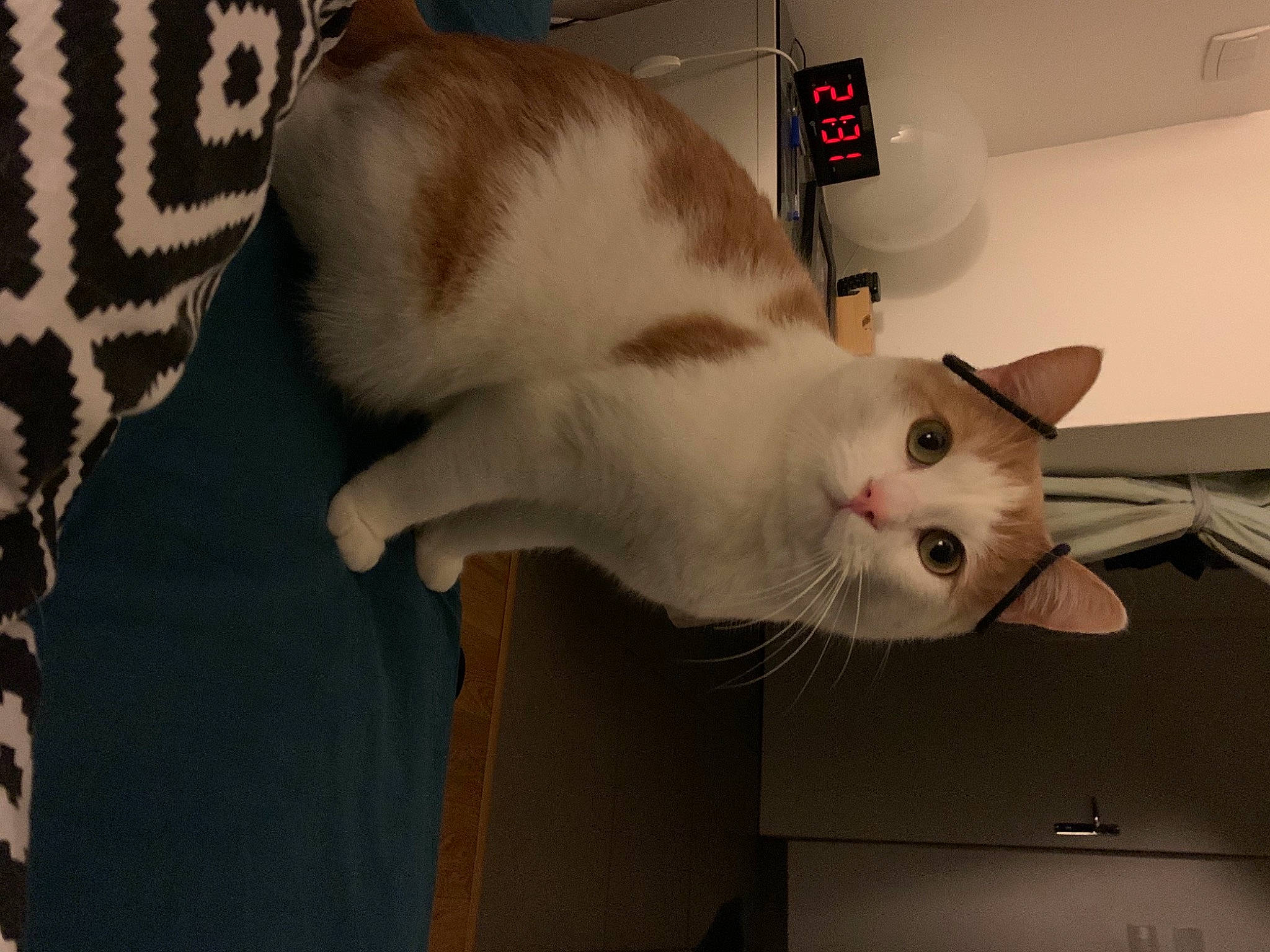 Pikachu participe au concours pour gagner de l'argent avec cette photo : box, cardboard, carnivore, cat, domestic_short_haired_cat, fawn, felidae, fur, home_appliance, pattern, paw, pet_supply, refrigerator, room, small_to_medium_sized_cats, snout, tail, whiskers, wood