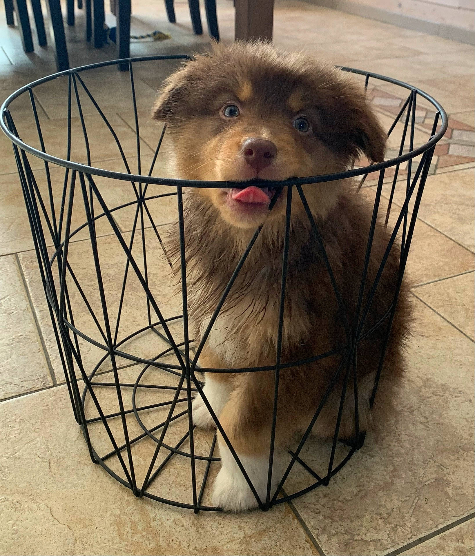 Rita participe au concours pour gagner de l'argent avec cette photo : animal_shelter, automotive_tire, bicycle_tire, canidae, carnivore, companion_dog, dog, dog_breed, fawn, flooring, fur, metal, pet_supply, rim, snout, sporting_group, tire, wheel, whiskers, working_animal