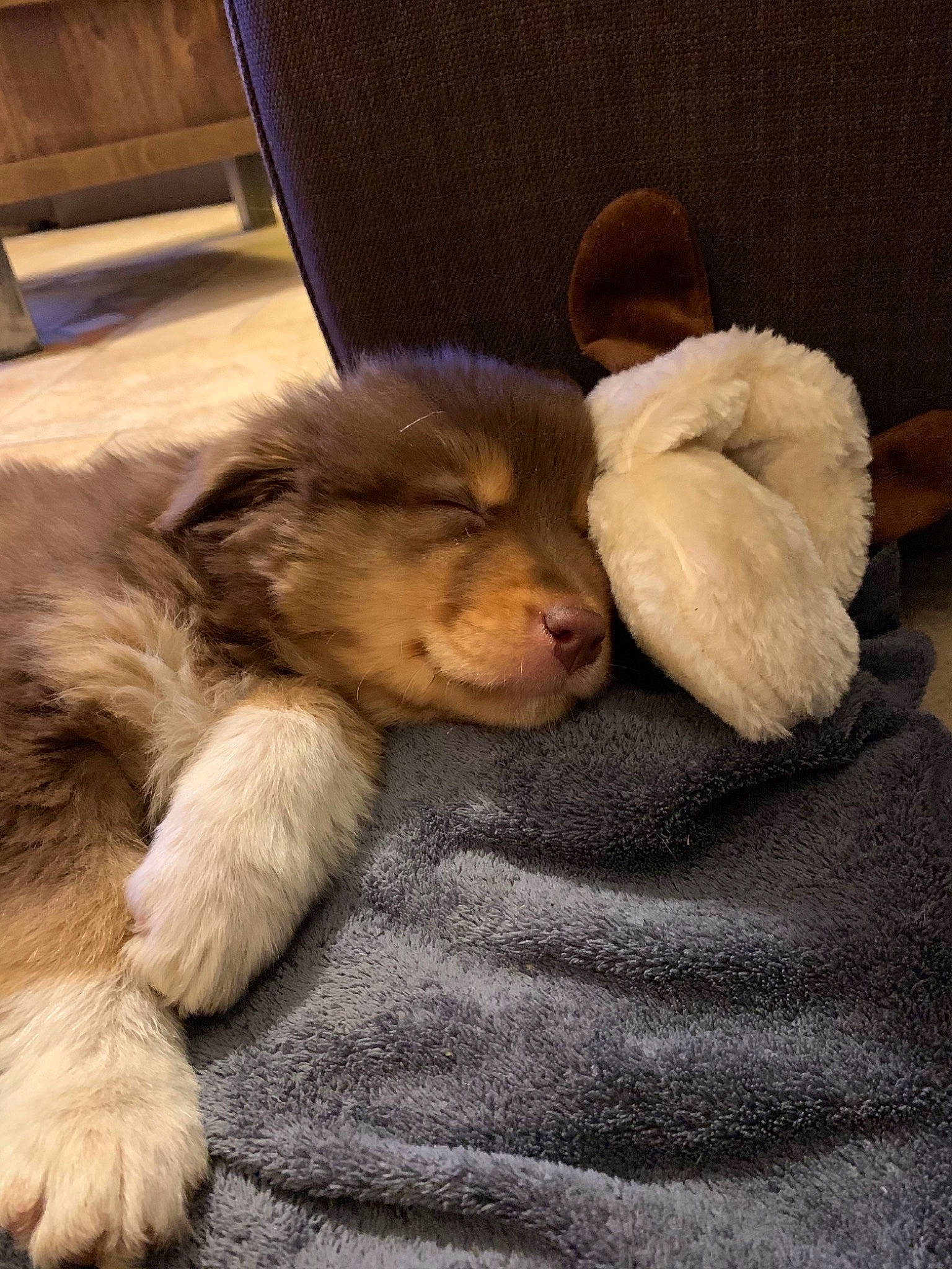 Rita participe au concours pour gagner de l'argent avec cette photo : canidae, carnivore, claw, comfort, companion_dog, dog, dog_breed, fawn, felidae, flooring, fur, hardwood, liver, nap, paw, sporting_group, tail, whiskers, wood, working_animal