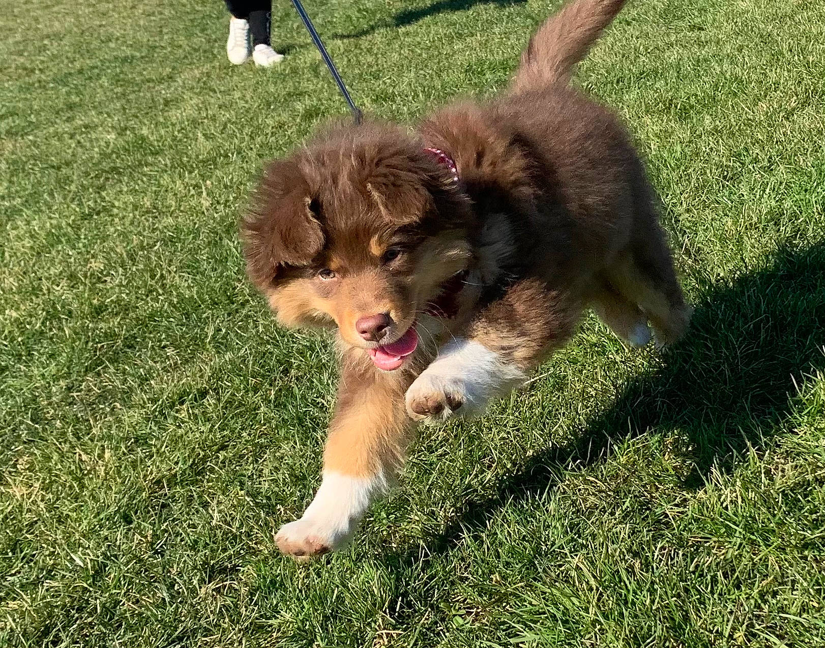 Rita participe au concours pour gagner de l'argent avec cette photo : canidae, carnivore, companion_dog, dog, dog_breed, fawn, fur, grass, lawn, leash, liver, paw, plant, puppy, snout, sporting_group, tail, terrestrial_animal, toy_dog, working_dog