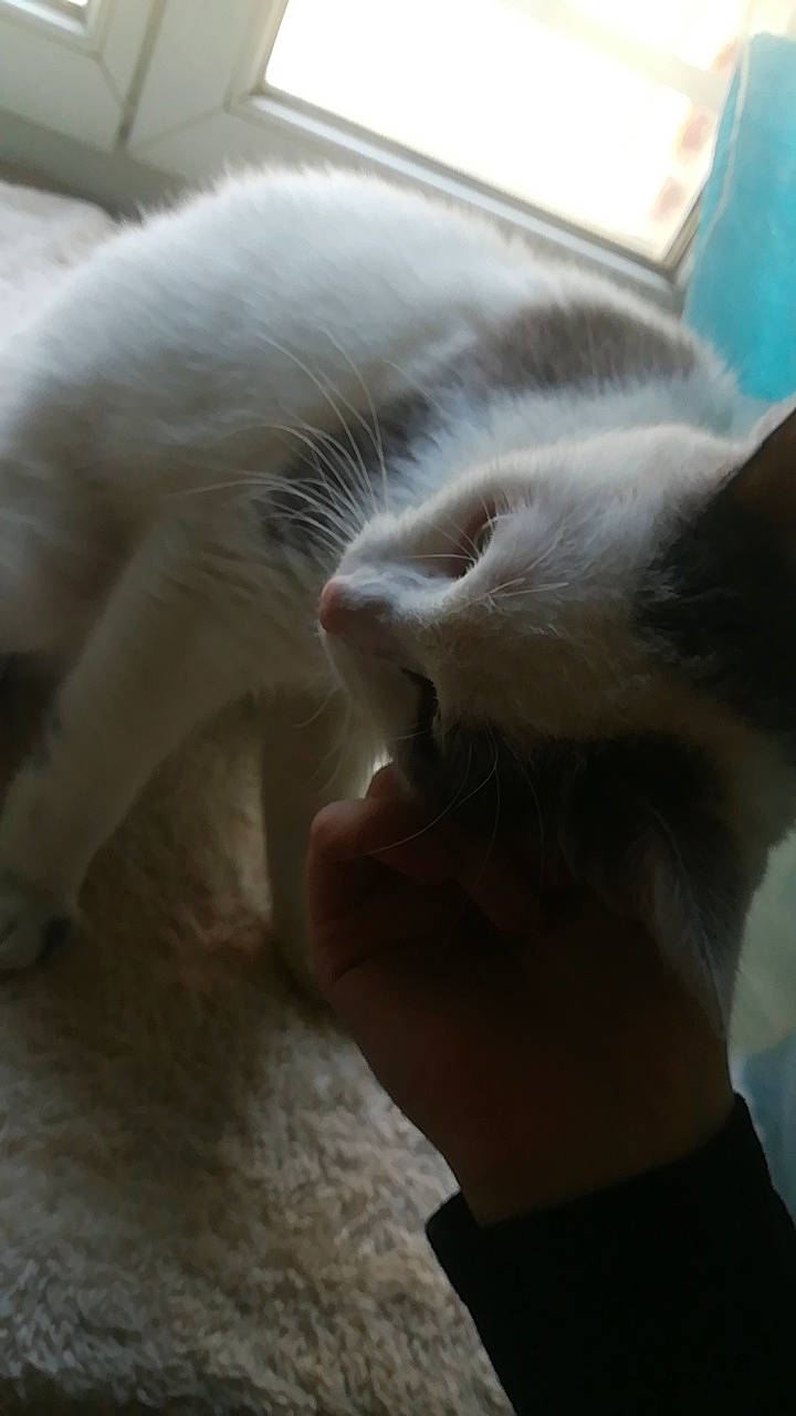 Astone participe au concours pour gagner de l'argent avec cette photo : canidae, carnivore, cat, claw, comfort, domestic_short_haired_cat, ear, eyelash, fawn, felidae, fur, gesture, nap, paw, sleep, small_to_medium_sized_cats, snout, tail, whiskers, wood