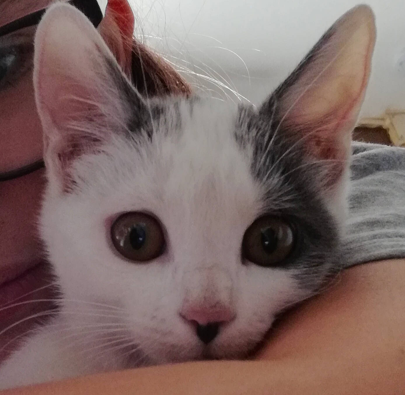 Astone a rejoint le concours — aidez-le/la à gagner de superbes lots ! carnivore, cat, comfort, domestic_short_haired_cat, ear, eye, felidae, fur, paw, small_to_medium_sized_cats, snout, whiskers, window