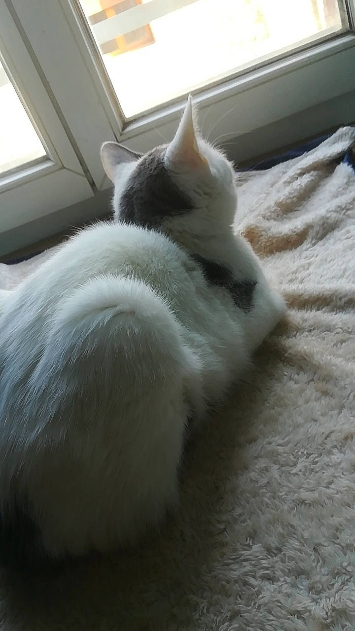 Astone a rejoint le concours — aidez-le/la à gagner de superbes lots ! carnivore, cat, comfort, domestic_short_haired_cat, felidae, flooring, fur, hardwood, linens, nap, paw, small_to_medium_sized_cats, snout, tail, whiskers, window, wood