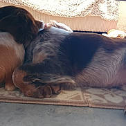 Balzac a rejoint le concours — aidez-le/la à gagner de superbes lots ! animal, blanket, bond, calm, companionship, cozy, cute, dog, domestic, floor, friendship, fur, indoor, mammal, pets, quiet, relaxation, resting, sleeping, snuggling