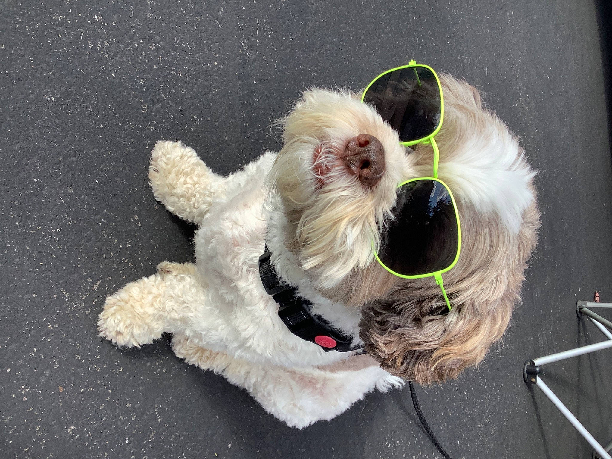 Sir Charles joined the competition — help win amazing prizes! carnivore, collar, companion_dog, dog, dog_breed, dog_clothes, dog_collar, dog_supply, eyewear, fawn, goggles, leash, pet_supply, snout, stuffed_toy, tail, toy, toy_dog, vision_care, whiskers