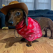 Luna is registered to the contest to win money with this photo: dog, dachshund, brown_dog, cowboy_hat, bandana, red_bandana, pet, indoor, wooden_floor, living_room, sofa, curious, small_dog, canine, costume, animal, domestic_animal, standing, ears, shadow