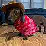 dog, dachshund, brown_dog, cowboy_hat, bandana, red_bandana, pet, indoor, wooden_floor, living_room, sofa, curious, small_dog, canine, costume, animal, domestic_animal, standing, ears, shadow
