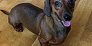 Luna is registered to the contest to win money with this photo: animal, canine, clothing, dog, dogbed, footwear, hardwood, hosiery, hound, indoors, interiordesign, mortarshell, pet, puppy, shoe, snout, sock, stainedwood, weapon, wood
