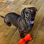 Luna is registered to the contest to win money with this photo: animal, canine, clothing, dog, dogbed, footwear, hardwood, hosiery, hound, indoors, interiordesign, mortarshell, pet, puppy, shoe, snout, sock, stainedwood, weapon, wood