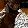 Luna joined the competition — help win amazing prizes! dog, dachshund, brown_dog, pet, blanket, leopard_print, cozy, indoor, living_room, television, furniture, wood_floor, cute, looking_back, canine, animal, domestic_animal, companion, relaxing, warm