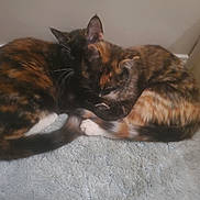 Spooky is registered to the contest to win money with this photo: cat, cats, tortoiseshell, fur, sleeping, curled_up, pets, animal, indoor, cozy, resting, soft_rug, two_animals, close_together, whiskers, tail, ears, floor, corner, quiet