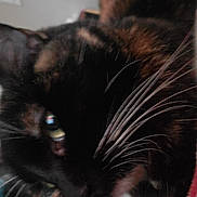 Spooky is registered to the contest to win money with this photo: animal, blanket, blurred, cat, close, close_up, cozy, domestic_animal, feline, fur, household, indoor, pattern, pet, relaxed, resting, sleeping, soft, tortoiseshell, whiskers