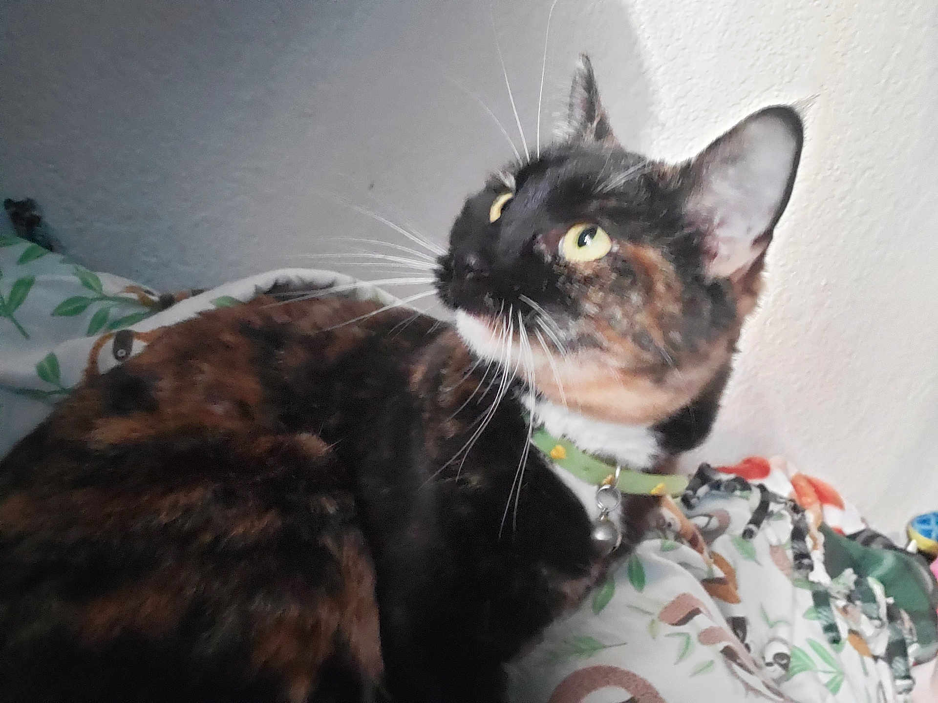 Spooky is registered to the contest to win money with this photo: cat, tortoiseshell, animal, pet, collar, bell, whiskers, yellow_eyes, fur, indoor, blanket, pattern, leaf, animal_print, resting, looking_up, cute, feline, domestic_cat, wall