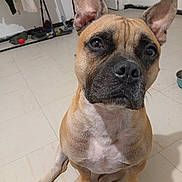 Oslo participe au concours pour gagner de l'argent avec cette photo : dog, french_bulldog, pet, animal, sitting, portrait, close_up, upright_ears, short_hair, tan_fur, black_muzzle, white_chest, brown_eyes, indoors, tiled_floor, home, toy, cleaning_tools, alert, funny