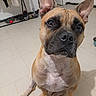 dog, french_bulldog, pet, animal, sitting, portrait, close_up, upright_ears, short_hair, tan_fur, black_muzzle, white_chest, brown_eyes, indoors, tiled_floor, home, toy, cleaning_tools, alert, funny