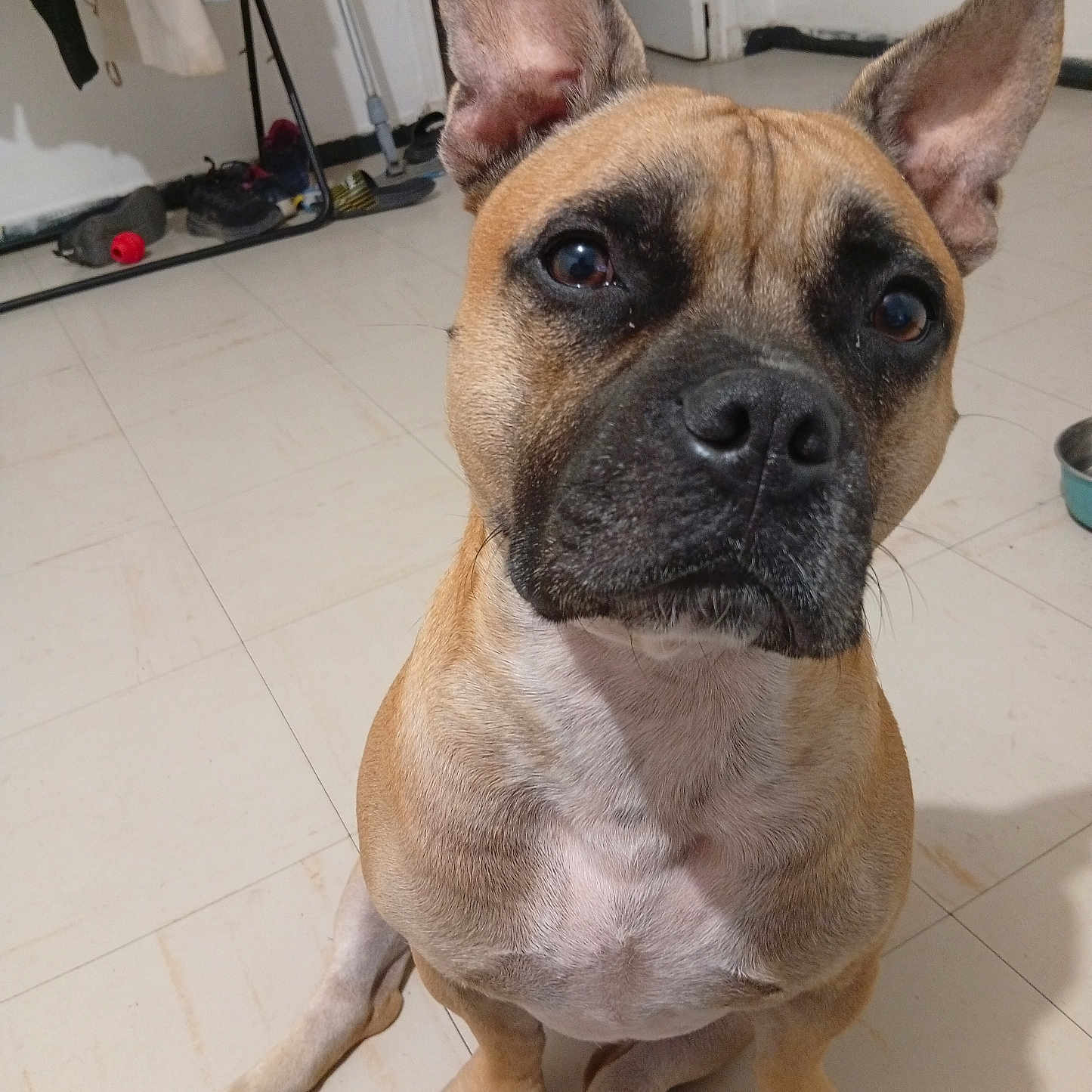Oslo participe au concours pour gagner de l'argent avec cette photo : dog, french_bulldog, pet, animal, sitting, portrait, close_up, upright_ears, short_hair, tan_fur, black_muzzle, white_chest, brown_eyes, indoors, tiled_floor, home, toy, cleaning_tools, alert, funny