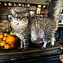 Davey joined the competition — help win amazing prizes! cat, tabby, fruit_bowl, oranges, kitchen, countertop, domestic_cat, feline, pet, whiskers, tail_up, alert, indoor, appliances, jars, wooden_wall, green_apple, toaster, orange_fruit, curious