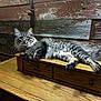 cat, tabby, feline, wooden_desk, wooden_wall, indoor, pet, fur, whiskers, relaxed, animal, mammal, portrait, eyes, paw, furniture, cozy, resting, domestic, curious