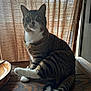 cat, tabby_cat, white_paws, wooden_table, curtains, indoor, pet, feline, striped_fur, raised_paw, brown, white, tail, sitting, looking, animal, domestic, curious, soft_light, background
