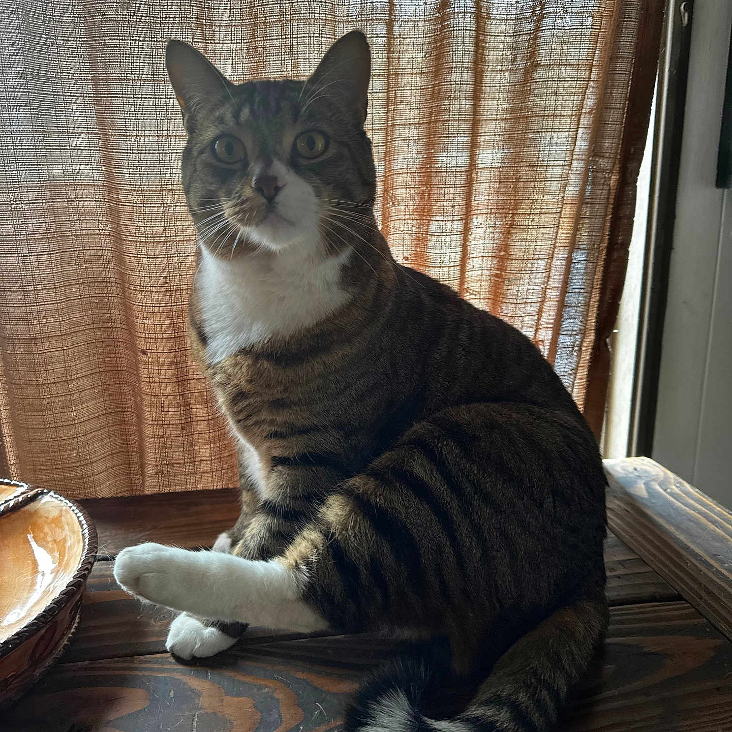 Gimli joined the competition — help win amazing prizes! animal, background, brown, cat, curious, curtains, domestic, feline, indoor, looking, pet, raised_paw, sitting, soft_light, striped_fur, tabby_cat, tail, white, white_paws, wooden_table