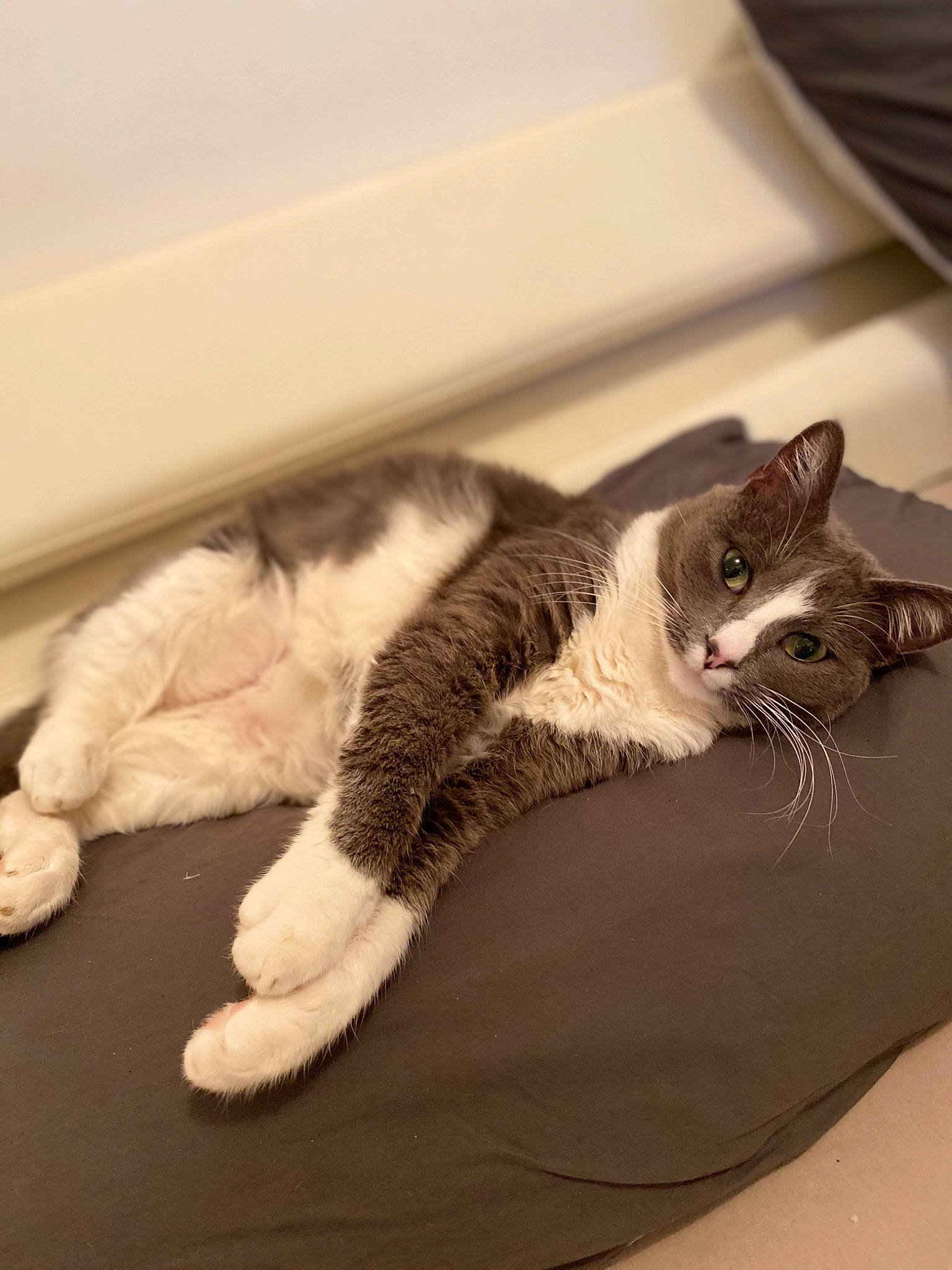 Nala a rejoint le concours — aidez-le/la à gagner de superbes lots ! carnivore, cat, claw, comfort, domestic_short_haired_cat, felidae, flooring, fur, grey, hardwood, linens, mammal, paw, room, small_to_medium_sized_cats, tail, vertebrate, whiskers, window, wood