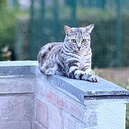Kiara a rejoint le concours — aidez-le/la à gagner de superbes lots ! cat, tabby, animal, pet, feline, outdoor, stone_wall, yellow_eyes, resting, relaxed, fur, whiskers, nature, blurred_background, mammal, portrait, quiet, watchful, grey, striped