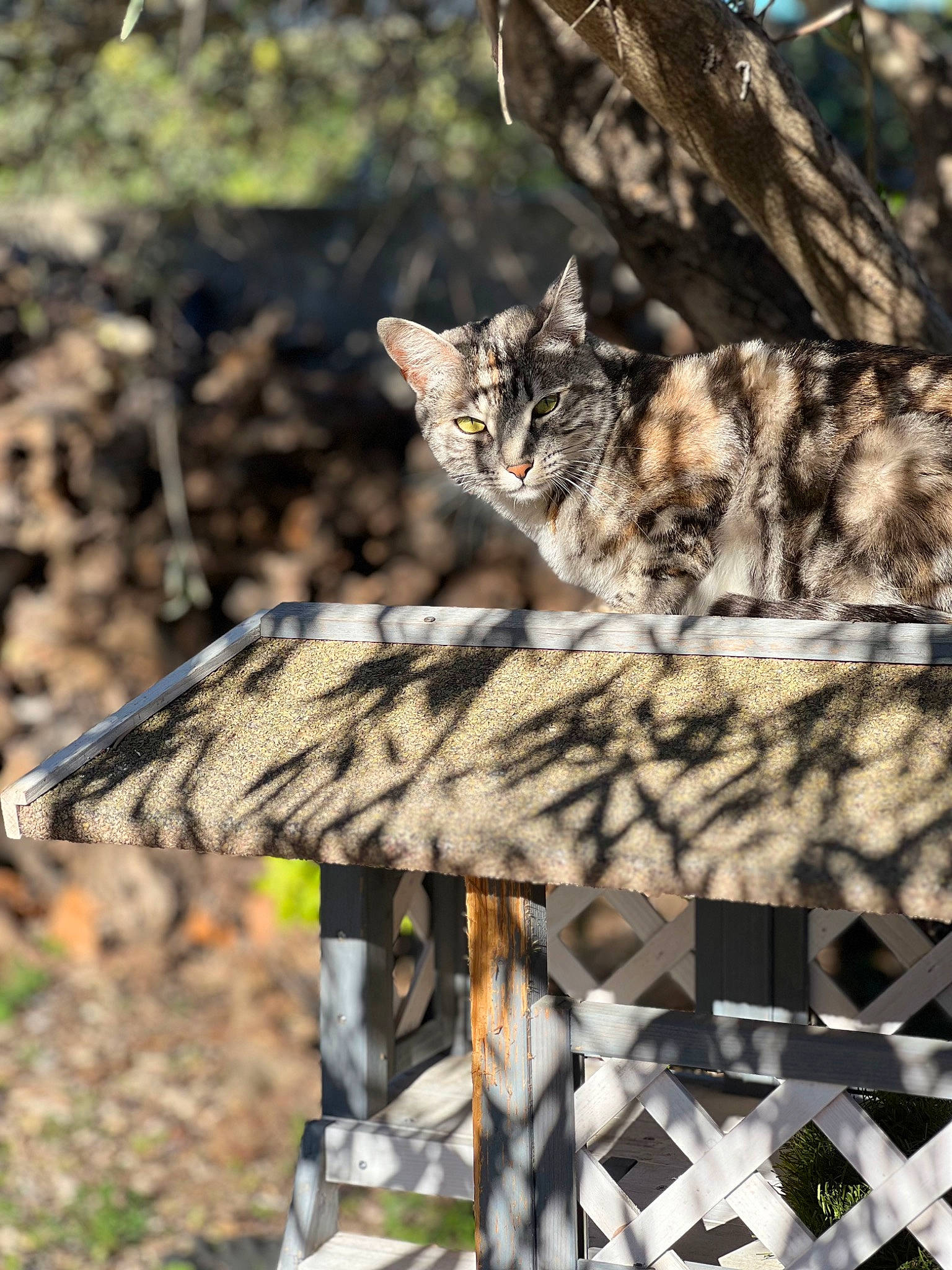 Kiara a rejoint le concours — aidez-le/la à gagner de superbes lots ! camouflage, carnivore, cat, domestic_short_haired_cat, felidae, fur, grass, military_camouflage, pattern, plant, small_to_medium_sized_cats, snout, soil, tail, terrestrial_animal, trunk, twig, whiskers, wildlife, wood