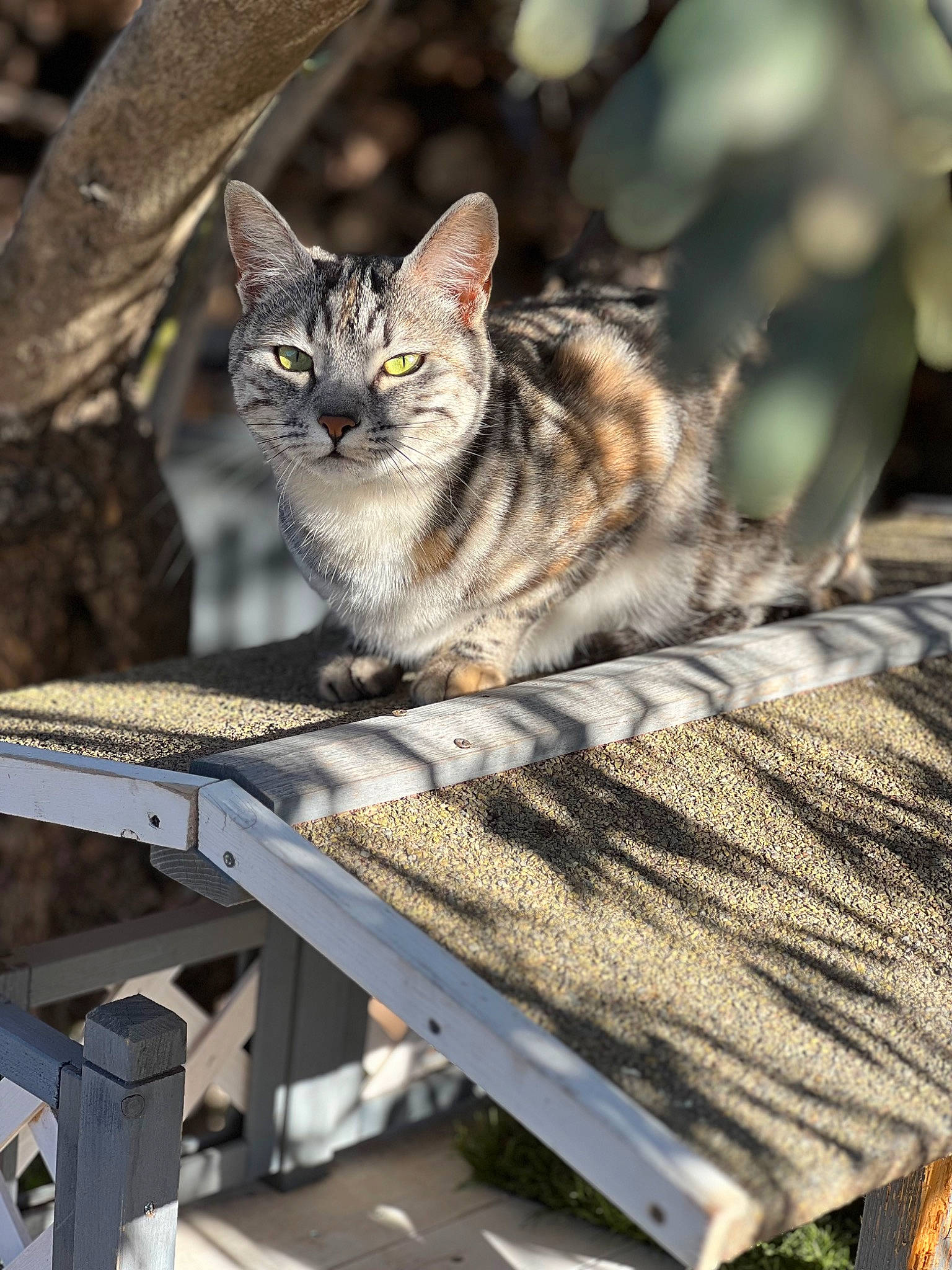 Kiara a rejoint le concours — aidez-le/la à gagner de superbes lots ! carnivore, cat, claw, domestic_short_haired_cat, felidae, fur, grass, grey, outdoor_furniture, paw, sitting, small_to_medium_sized_cats, snout, tail, terrestrial_animal, tree, whiskers, wildlife, wood