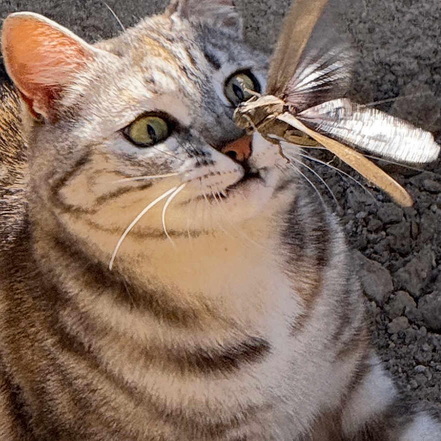 Kiara a rejoint le concours — aidez-le/la à gagner de superbes lots ! animal, cat, closeup, curious, dragonfly, eyes, feline, ground, insect, mammal, nature, nose, outdoor, pets, predator, tabby_cat, texture, whiskers, wild, wildlife