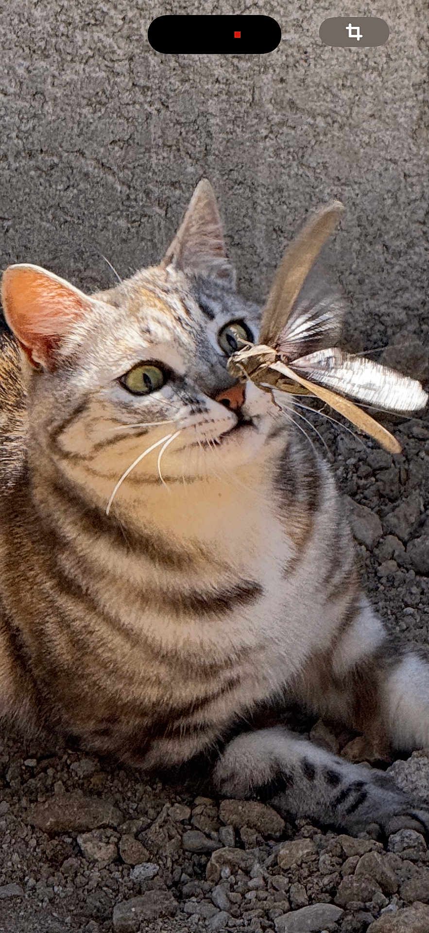 Kiara a rejoint le concours — aidez-le/la à gagner de superbes lots ! cat, tabby_cat, dragonfly, insect, animal, nature, curious, outdoor, closeup, whiskers, feline, eyes, nose, texture, ground, wildlife, pets, mammal, predator, wild
