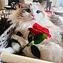 cat, domestic_cat, white_cat, fluffy_fur, rose, red_rose, flower, basket, wicker_basket, close_up, portrait, whiskers, pink_nose, paws, indoor, window_blinds, chair, cozy, cute, relaxed