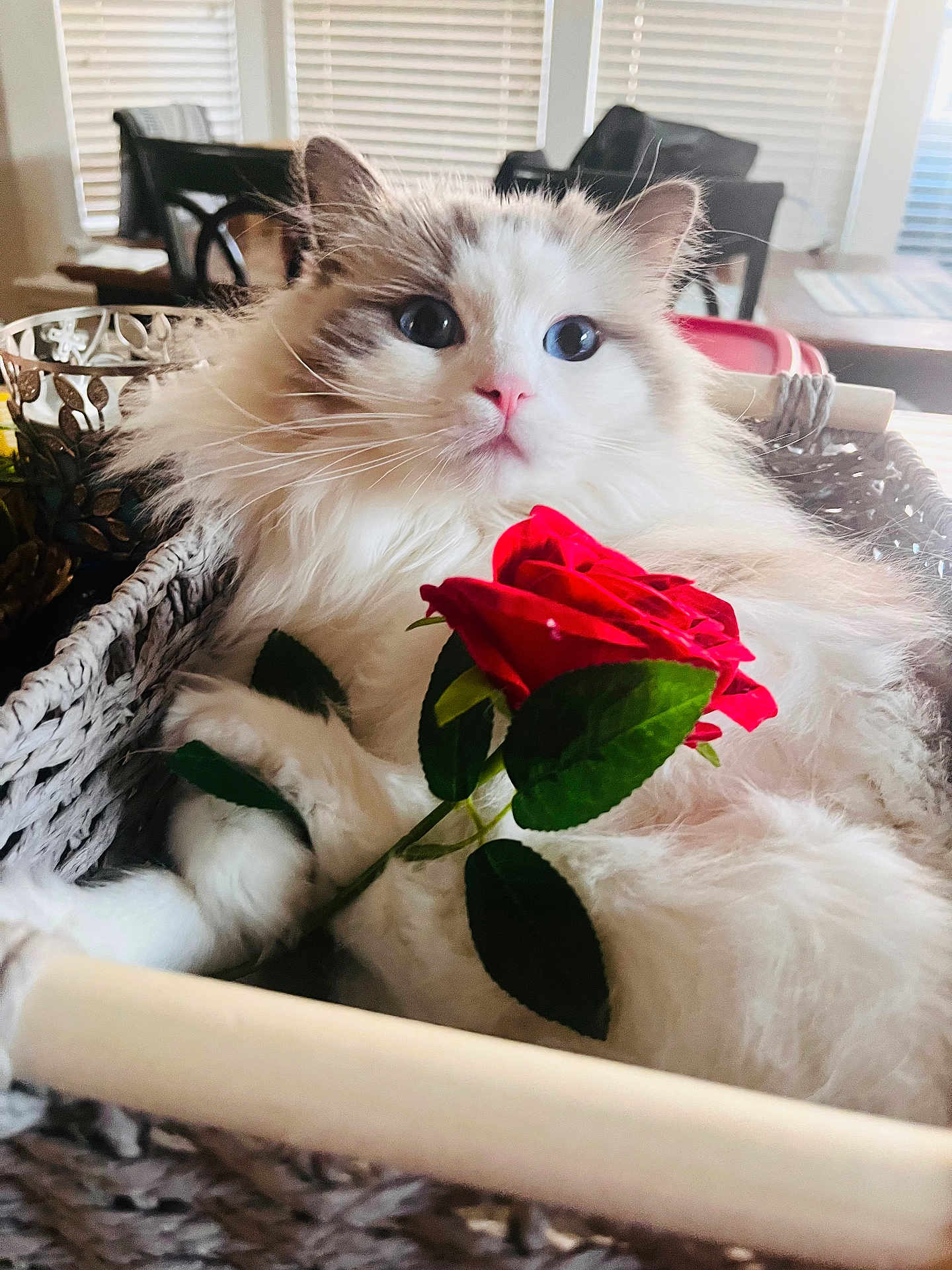 Kailu is registered to the contest to win money with this photo: cat, domestic_cat, white_cat, fluffy_fur, rose, red_rose, flower, basket, wicker_basket, close_up, portrait, whiskers, pink_nose, paws, indoor, window_blinds, chair, cozy, cute, relaxed