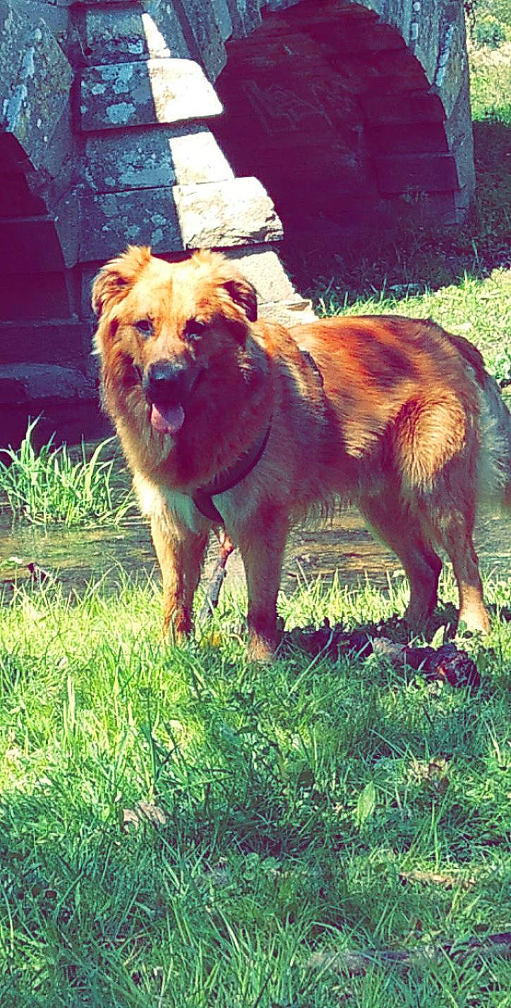 Jacko participe au concours pour gagner de l'argent avec cette photo : canidae, carnivore, collar, companion_dog, dog, dog_breed, dog_collar, fawn, fur, grass, gun_dog, light, liver, plant, sporting_group, tail, tints_and_shades, window, working_animal, working_dog