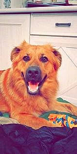 Jacko participe au concours pour gagner de l'argent avec cette photo : canidae, carnivore, companion_dog, dog, dog_breed, fawn, firefighter, fur, liver, paw, pet_supply, sporting_group, whiskers, working_animal