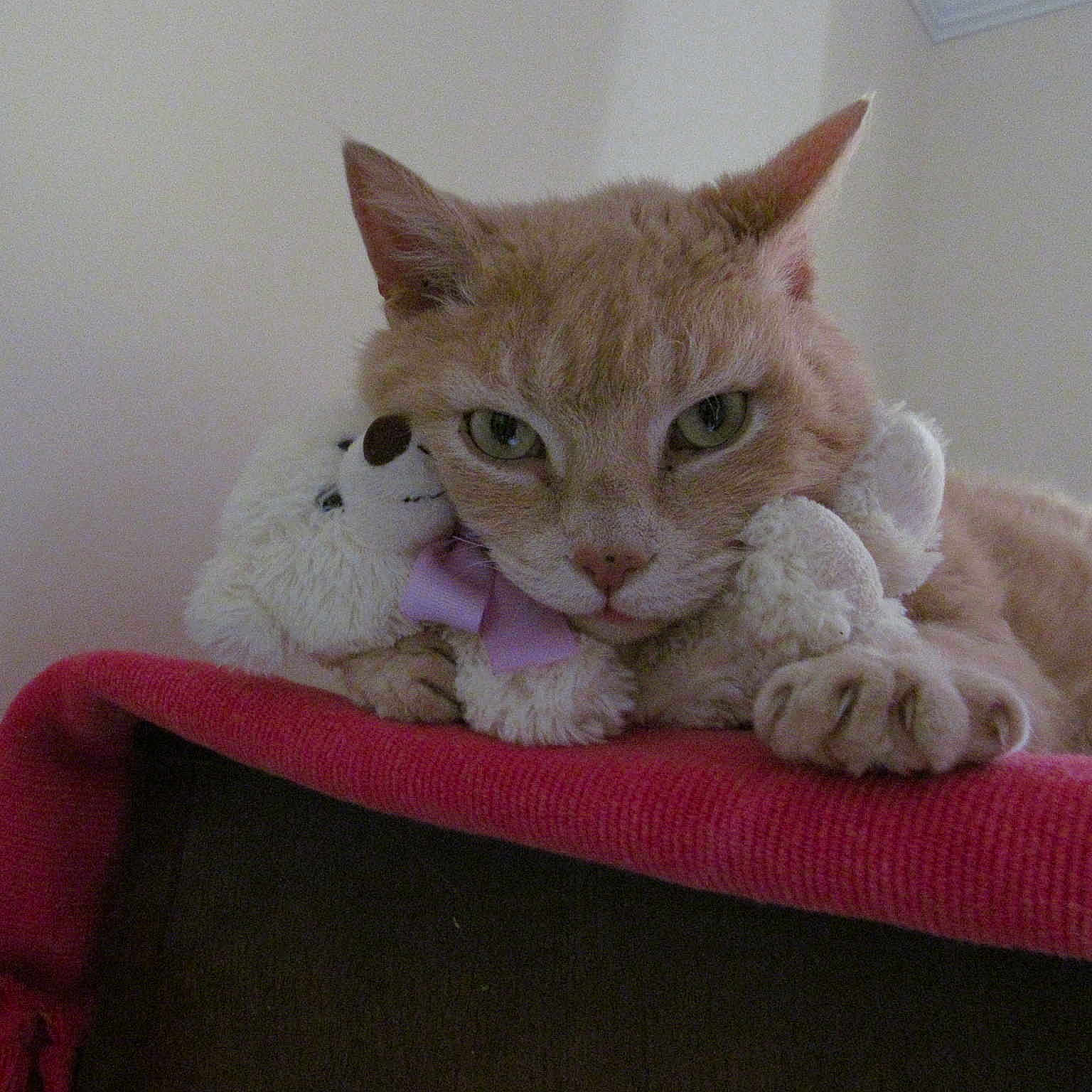 Teddy is registered to the contest to win money with this photo: